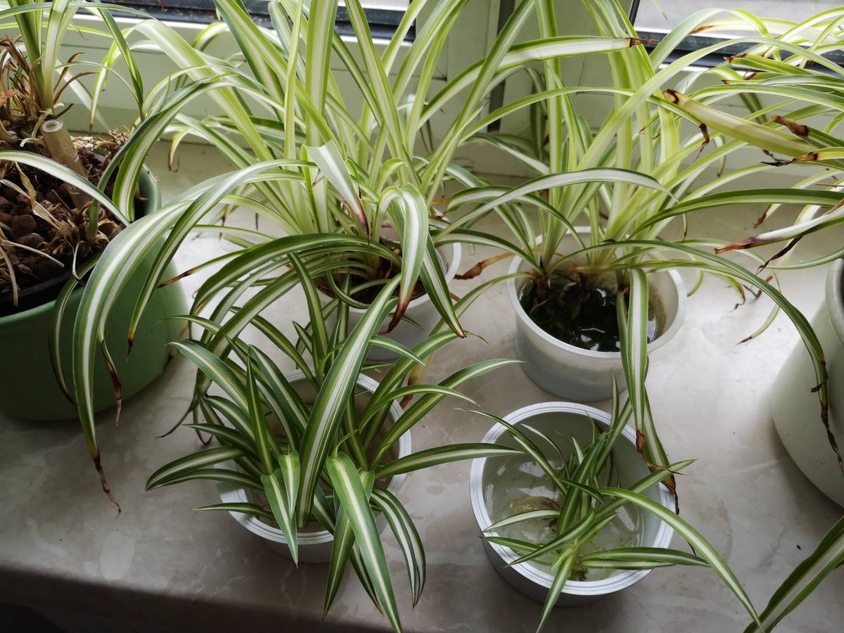 Grnlilien (Chlorophytum comosum) fr gutes Raumklima.,  1,- (4372 Sankt  Georgen am Walde) - willhaben