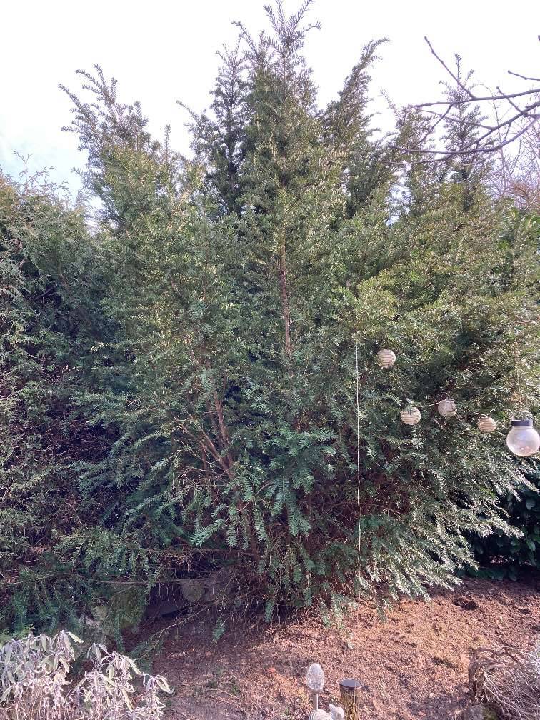 Pflanze, wunderschne Eibe zu verschenken, Garten Sichtschutz,  0,- (1230  Wien) - willhaben