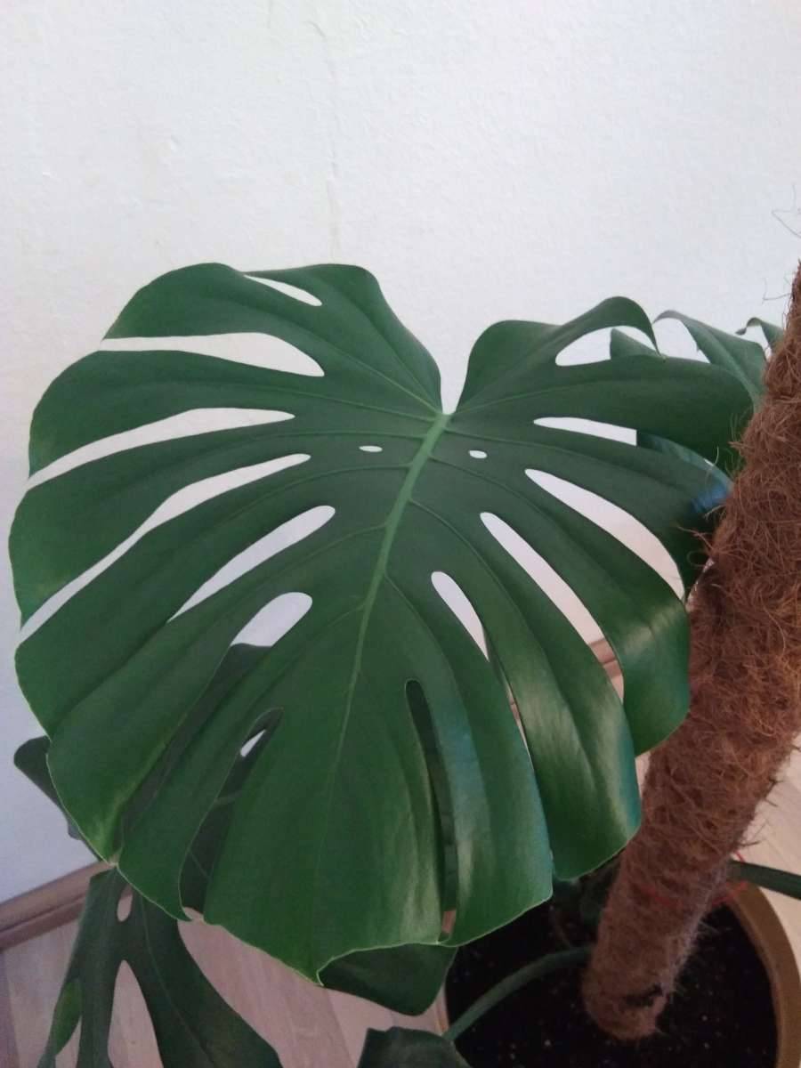 Monstera 40cm Riesenblatt,  85,- (1200 Wien) - willhaben