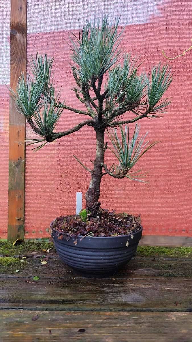 Pinus cembra " Glauca" - Bonsai,  170,- (8523 Frauental an der Lanitz) -  willhaben