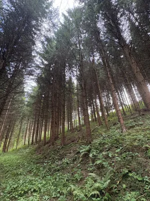 Grundstück kaufen in Murtal – 80 000 m²