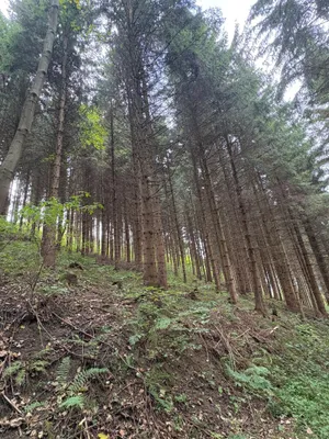 Grundstück kaufen in Murtal – 80 000 m² – Bild 3 von 3