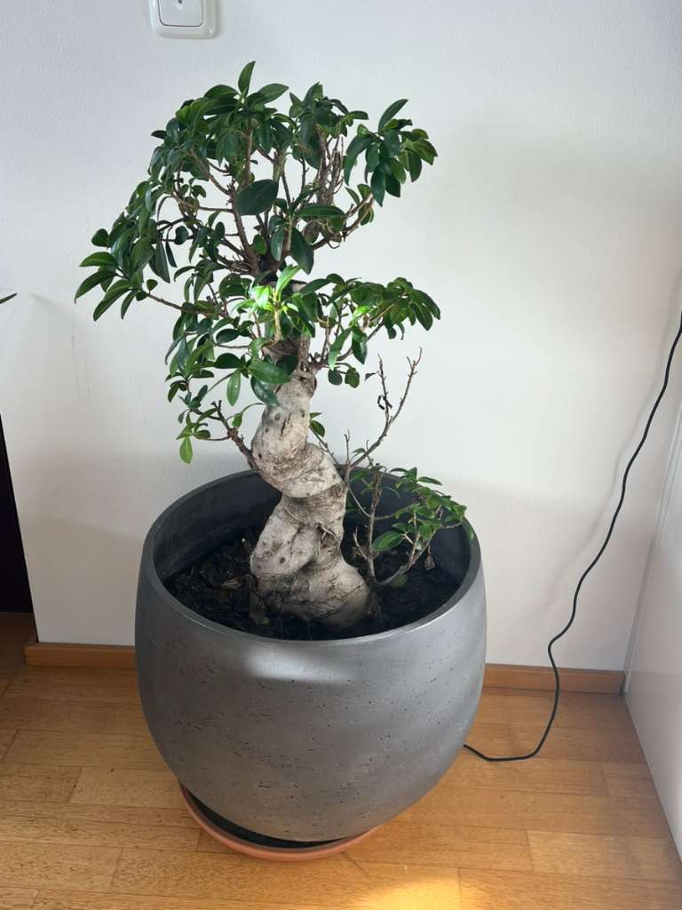 Bonsai, € 150,- (9781 Flaschberg) - willhaben