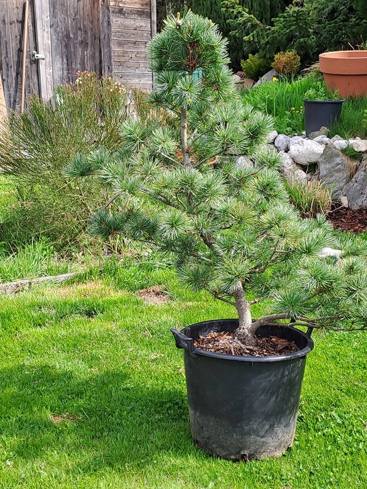Japanische Mdchenkiefer Pinus parviflora 'Negishi' Gartenbonsai,  800,-  (6113 Wattenberg) - willhaben