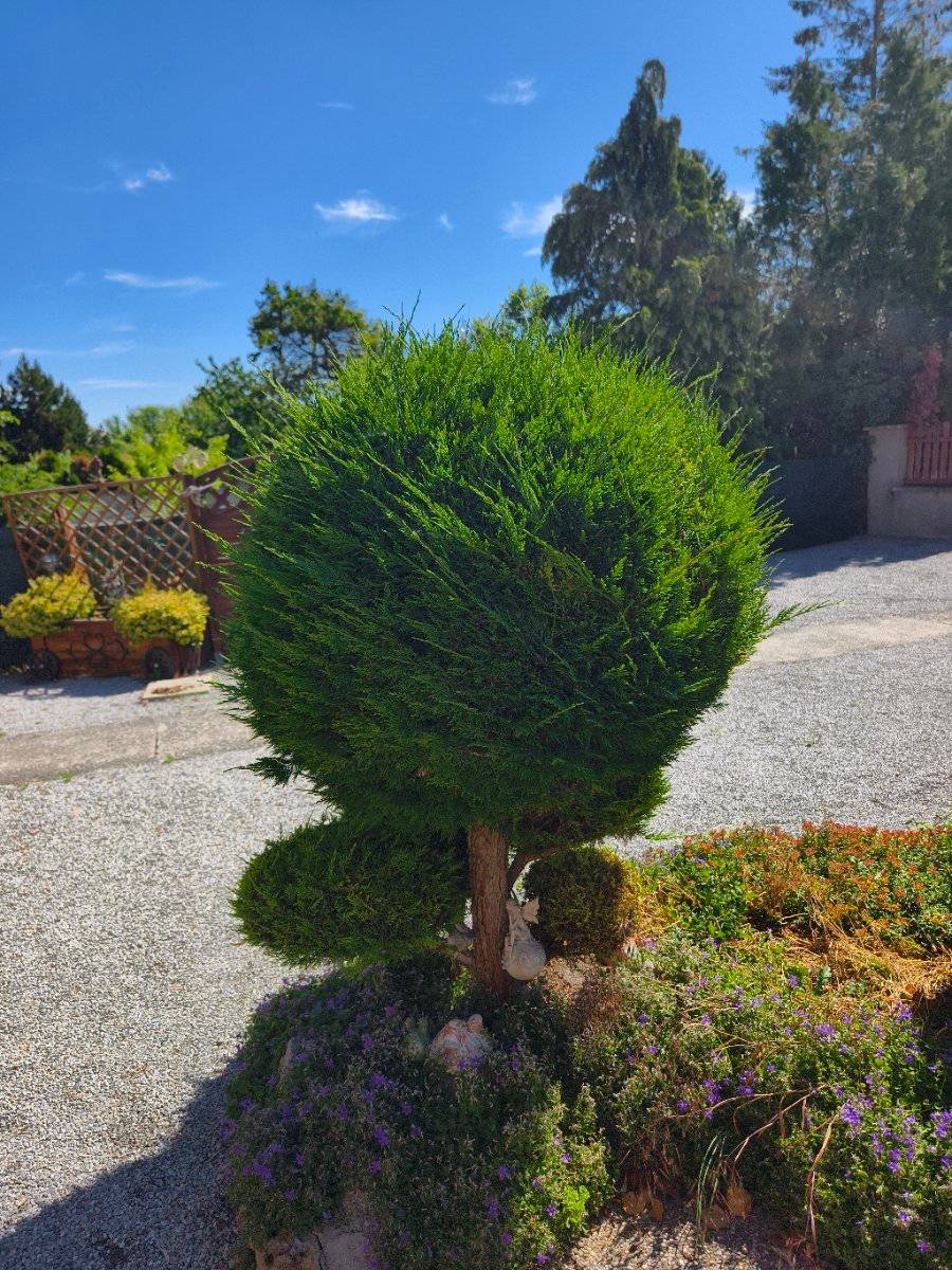 Thuja oder Scheinzypresse 160cm hoch in Formschnitt als Topiary- oder  Formschnittgehlz,  100,- (2483 Ebreichsdorf) - willhaben