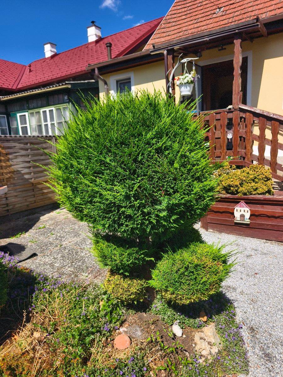 thuja smaragd 180-200 cm kaufen Lebensbaum Thuja occidentalis Smaragd 180-200 cm Höhe Ballenware