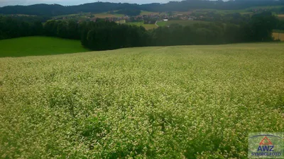 Grundstück kaufen in Grieskirchen – 9 000 m²