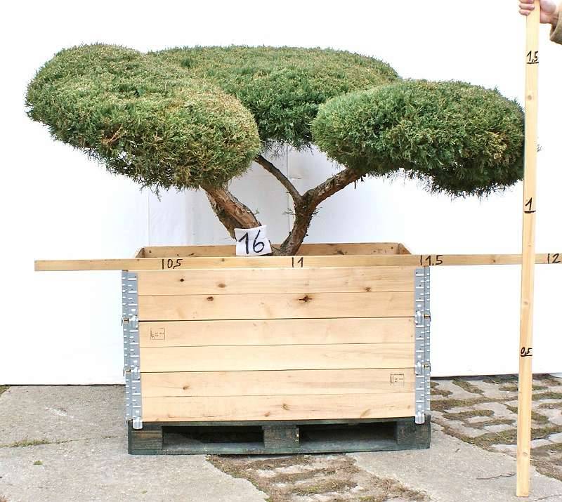 SELTENE GARTENBONSAI WINTERHART ABVERKAUF !!,  790,- (9400 ) - willhaben