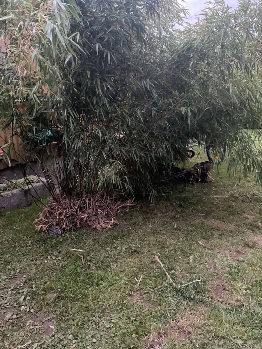 vesperdose bambus Kesseböhmer Brotdose main image 1