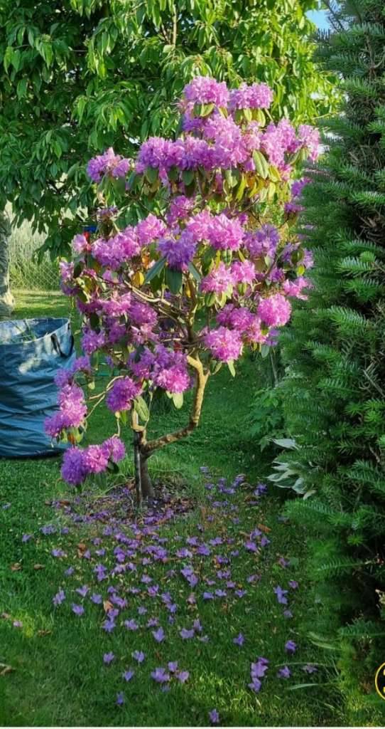 Rhododendron Baum lila,  85,- (8073 Abtissendorf) - willhaben
