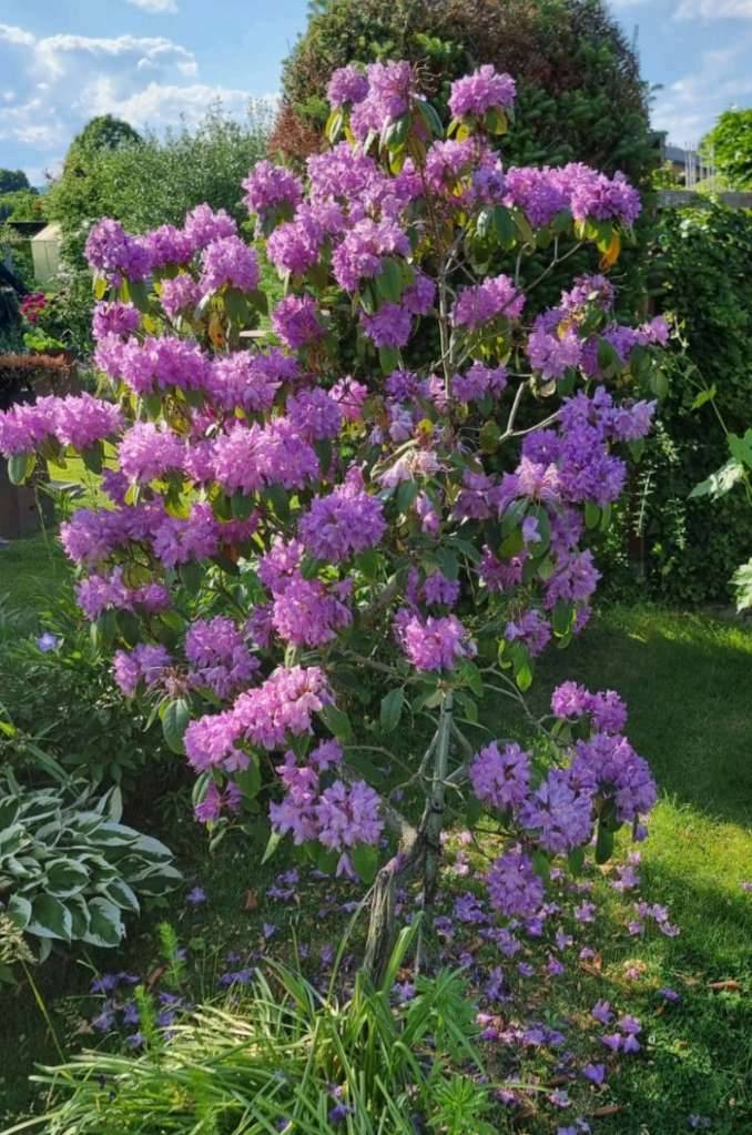 Rhododendron Baum lila,  85,- (8073 Abtissendorf) - willhaben
