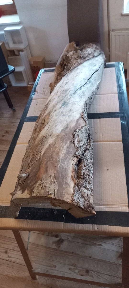 Eibenholz Stamm / Bohle (getrocknet) fr Epoxidharz / Drechsler,  80,-  (8225 Pllau) - willhaben