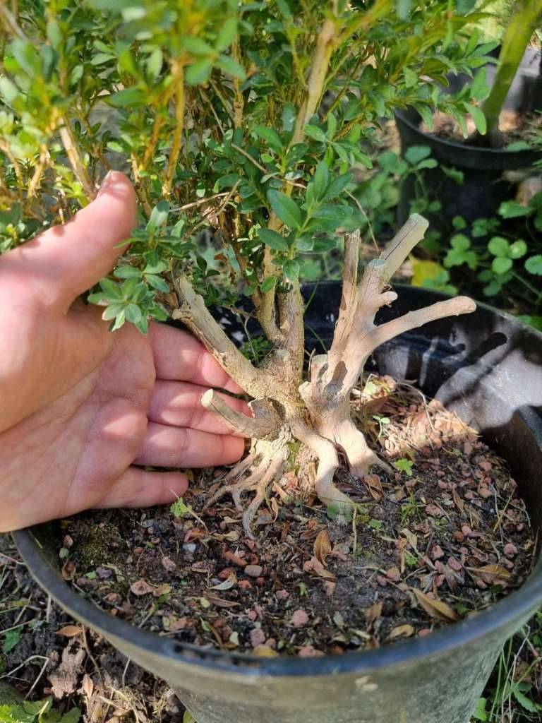 bonsai tree for sale Japanese Maple Bonsai Tree 25JM56 – Bella Bonsai Nursery