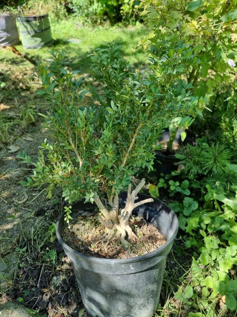 Buchsbaum Bonsai,  100,- (1170 Wien) - willhaben