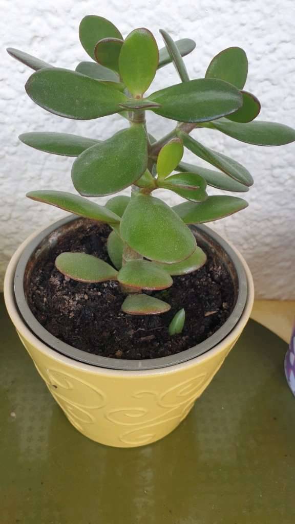 bougainvillea bonsai tree Small Bougainvillea Bonsai Tree
