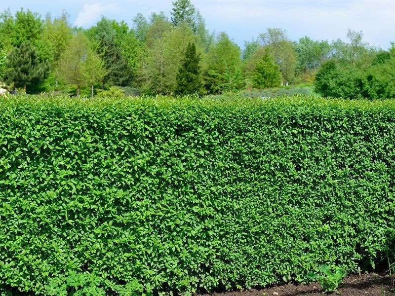 Ligustrum vulgare 'Atrovirens', wintergrner Liguster wintergrner Liguster,  schwarzgrner Liguster WURZELNACKT,  1,50 (8077 Gssendorf) - willhaben