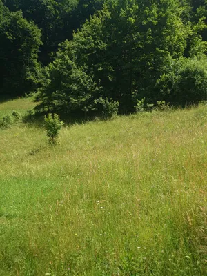 Grundstück kaufen in Steyr-Land – 600 m², € 138.000 – Bild 6 von 7