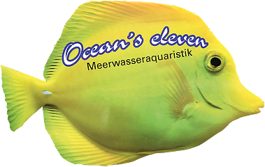 Oceans Eleven Wien
