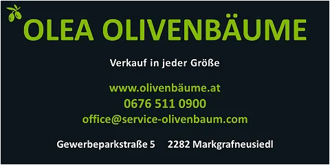 OLEA OLIVENBÄUME OLEA OLIVENBÄUME