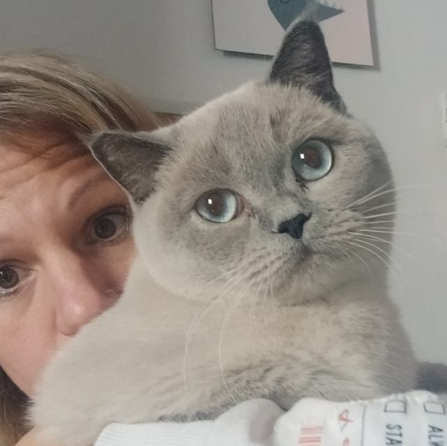 BKH Kitten