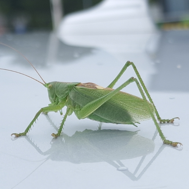 Gerald