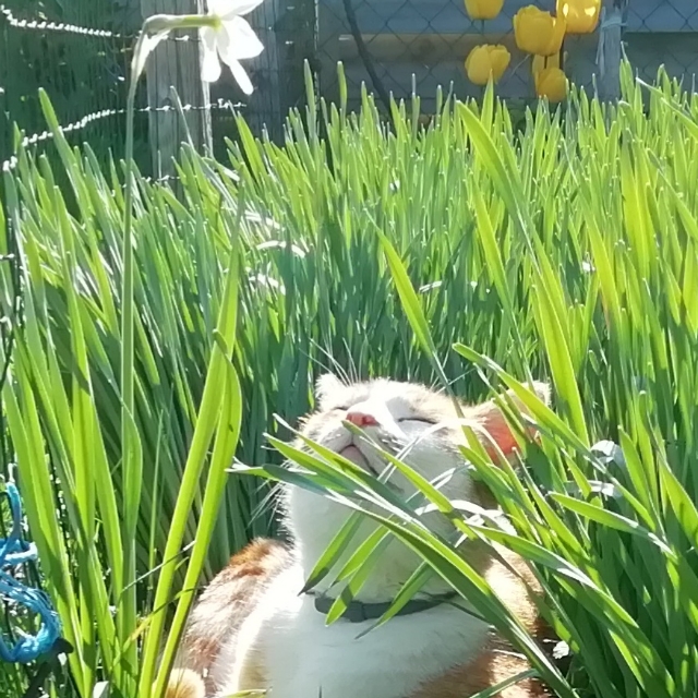 Hei
