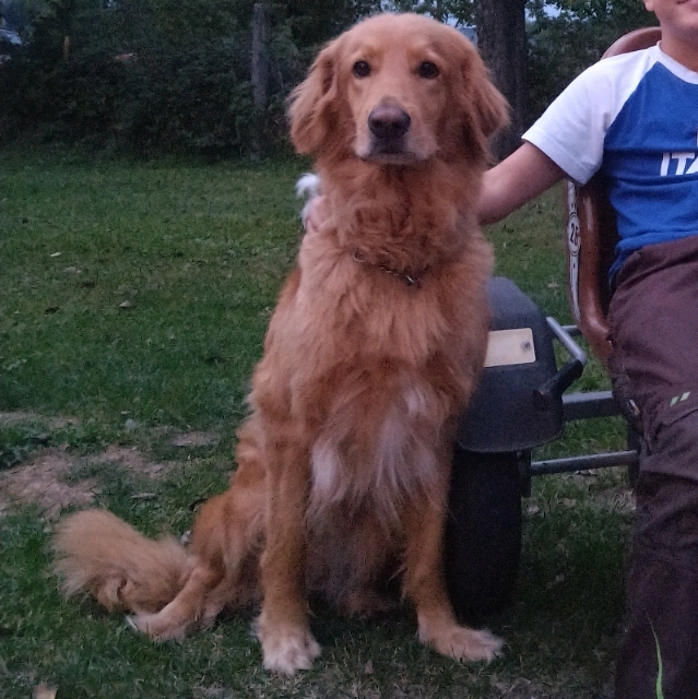 Alfred