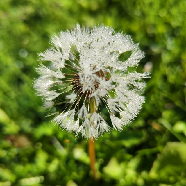 Bogi