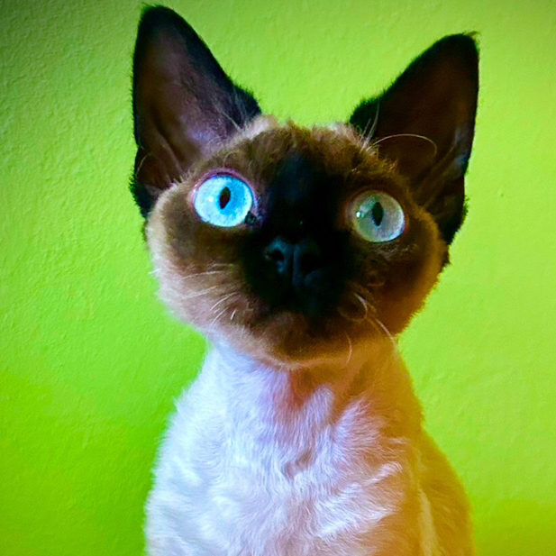 Emilija