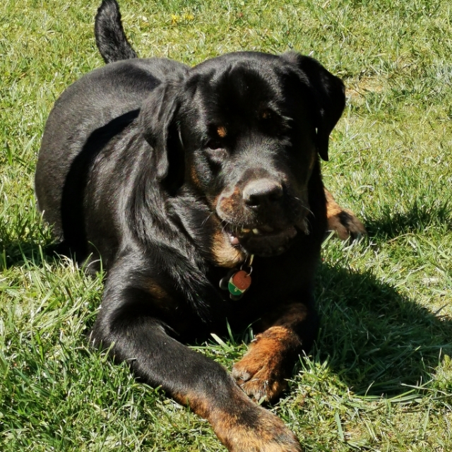 Niki