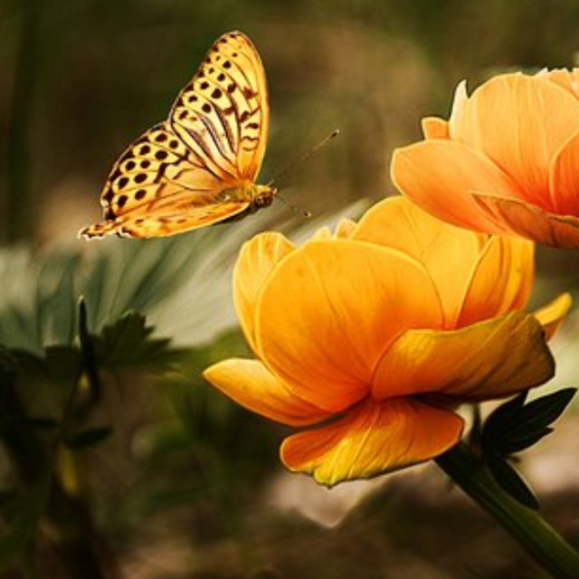 Mondblume