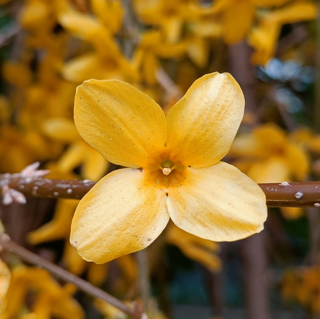 E.