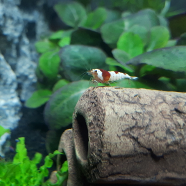 Baba