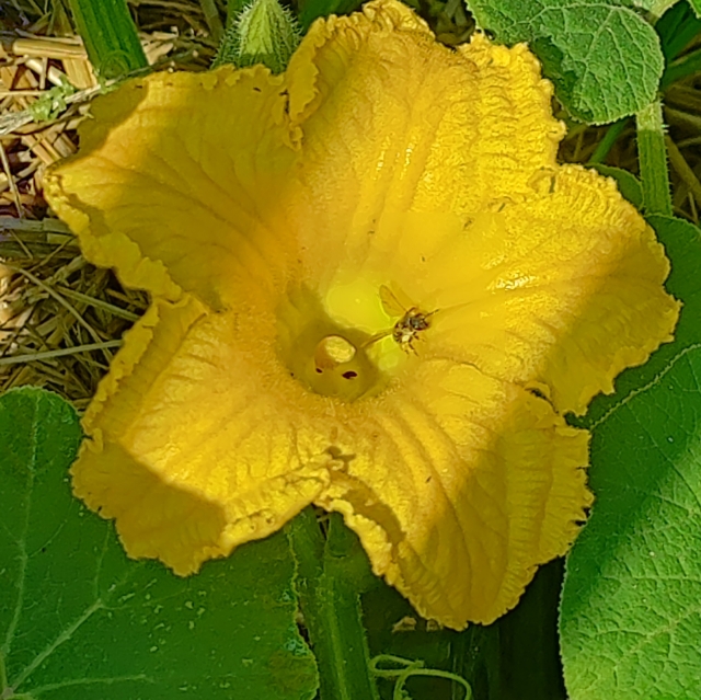 Zamba