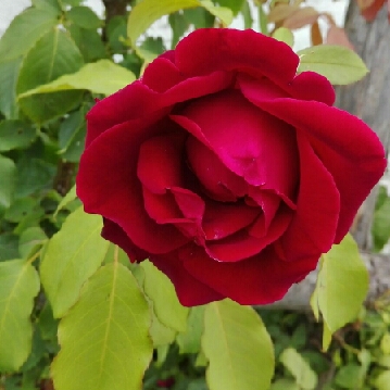 Antonia