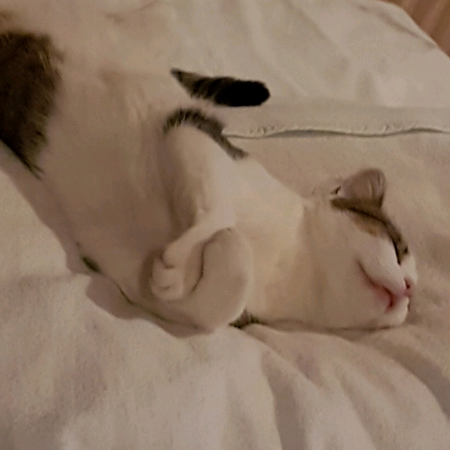Mimi