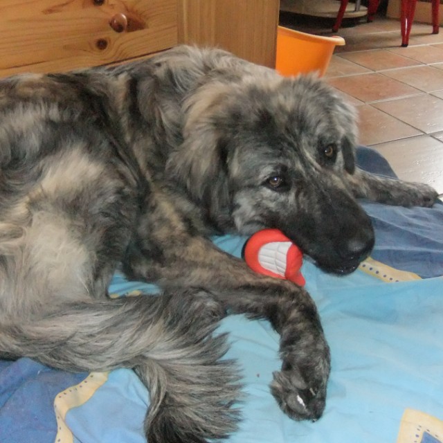 renate