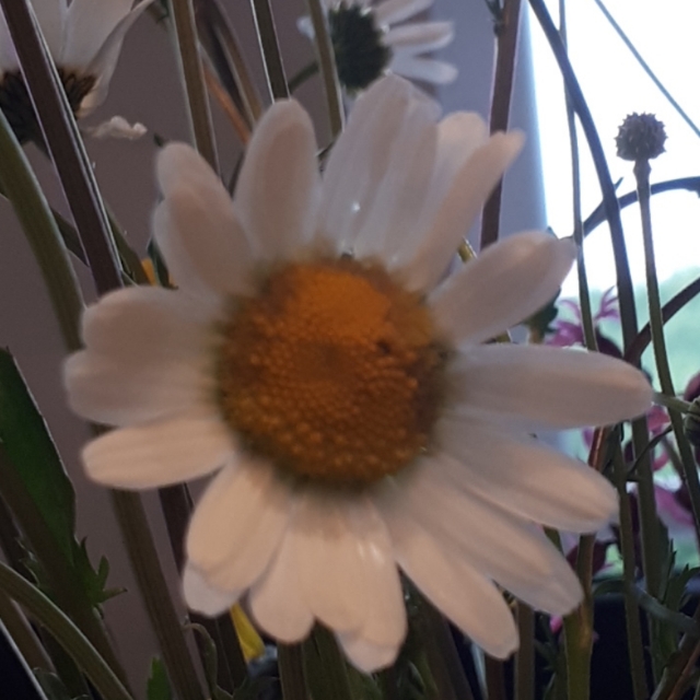 Ju