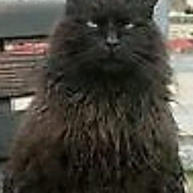 Harald