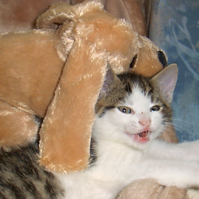 Günter
