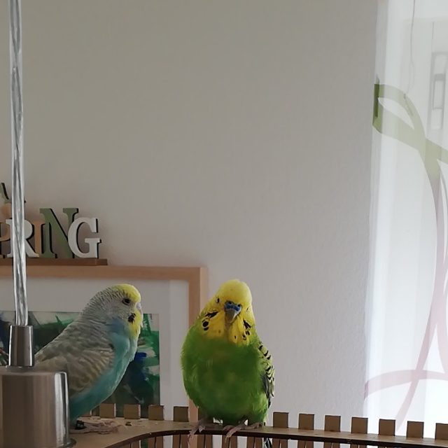Kati