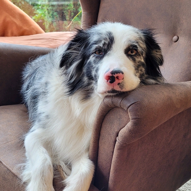 Robert