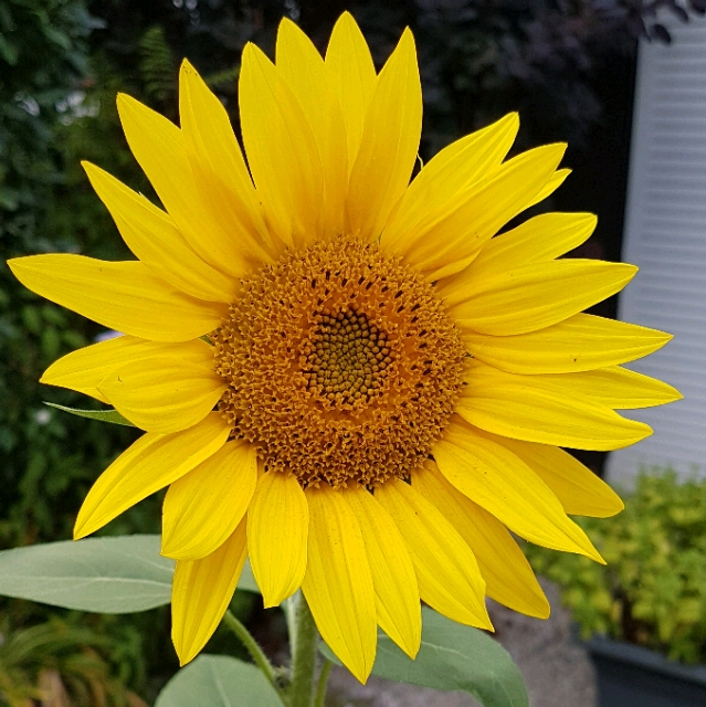 Elli