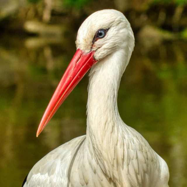Birgit