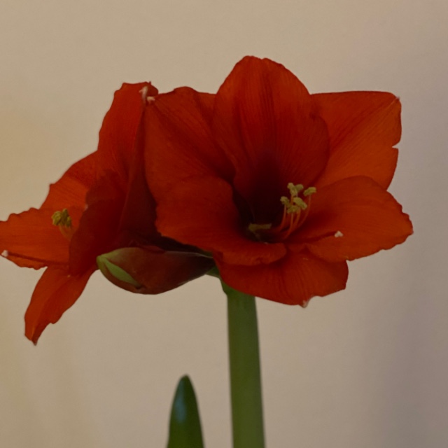 Ulrike