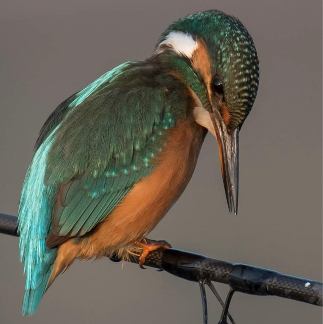 Kingfisher
