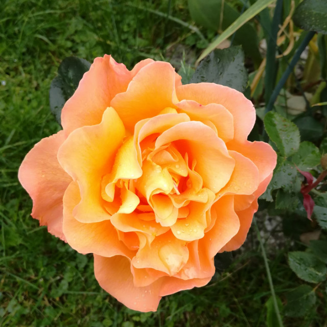 Grete
