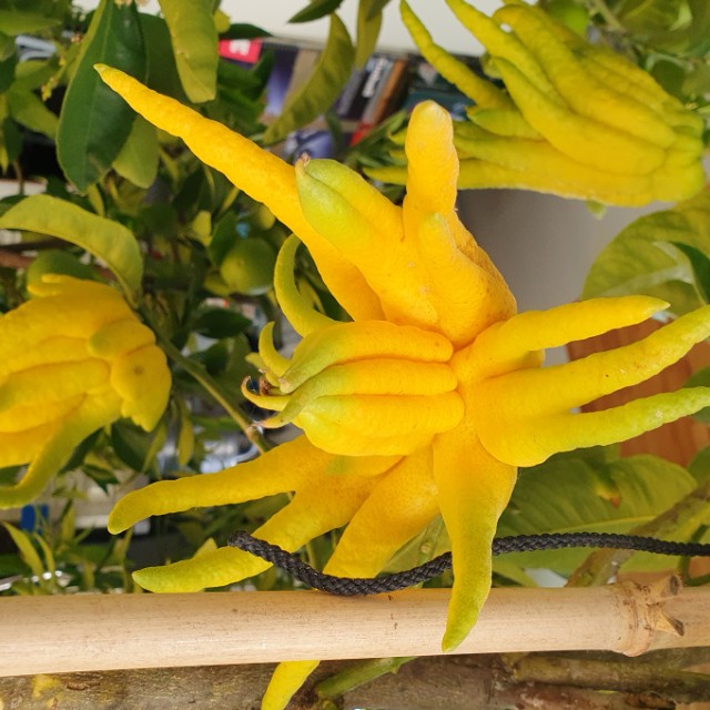 G.