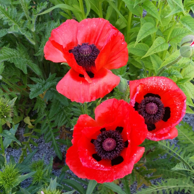 Mohnblume