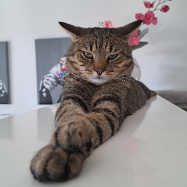 Wolfgang